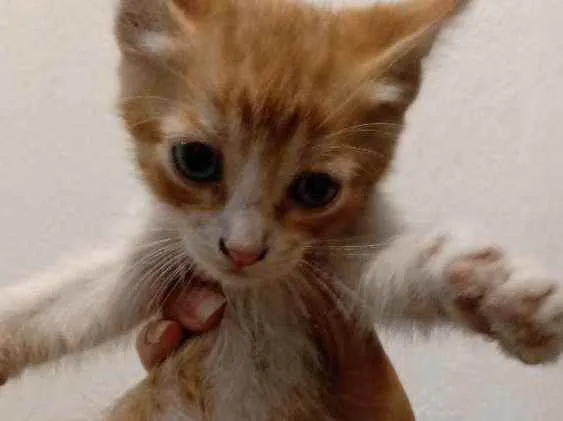 Gato ra a Vira-lata idade Abaixo de 2 meses nome Gatinhos para doação