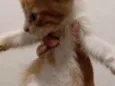 Gatinhos para doação