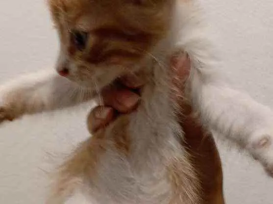 Gato ra a Vira-lata idade Abaixo de 2 meses nome Gatinhos para doação