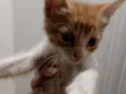 Gatinhos para doação