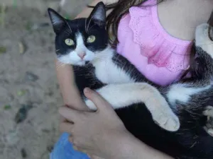 Gato raça  idade 7 a 11 meses nome Tom 