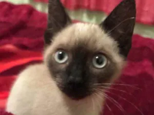 Gato raça Siamês  idade 2 a 6 meses nome Suzy 
