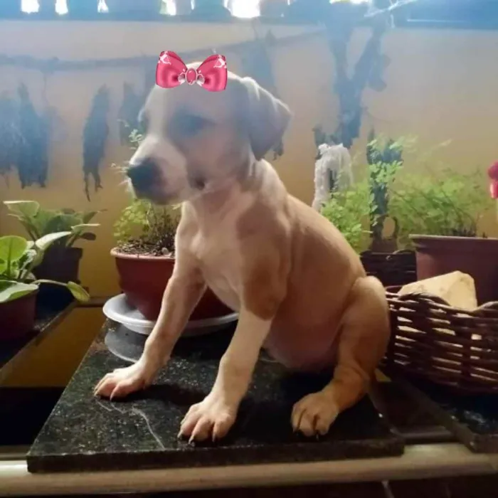 Cachorro ra a Mestiça  idade 2 a 6 meses nome Kiara 