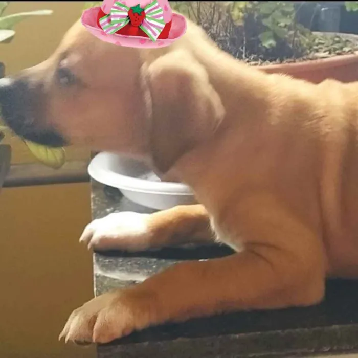 Cachorro ra a Mestiça  idade 2 a 6 meses nome Gaya 
