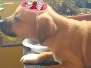 Cachorro raça Mestiça  idade 2 a 6 meses nome Gaya 