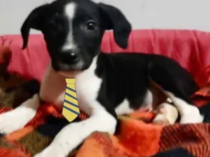 Cachorro raça Mestiço  idade Abaixo de 2 meses nome Max 