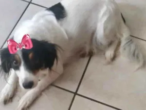 Cachorro raça Mestiça  idade 4 anos nome Belinha 