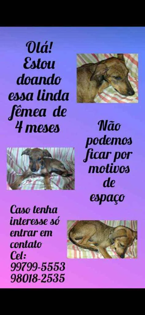 Cachorro ra a Vira Lata  idade 2 a 6 meses nome Mariana 