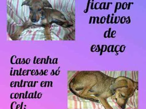 Cachorro ra a Vira Lata  idade 2 a 6 meses nome Mariana 