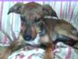 Cachorro ra a Vira Lata  idade 2 a 6 meses nome Mariana 