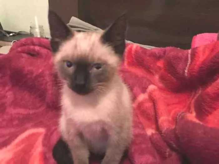 Gato ra a Siamês  idade 2 a 6 meses nome Suzy 