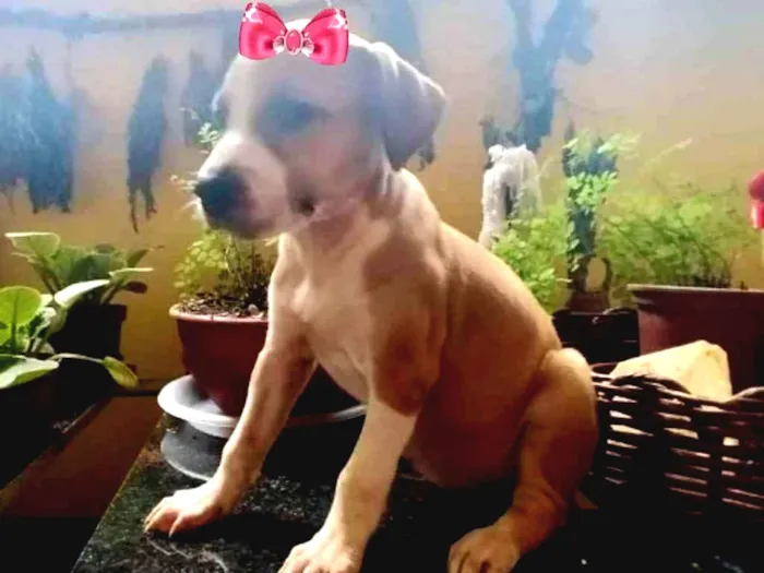 Cachorro ra a Mestiça  idade 2 a 6 meses nome Kiara 