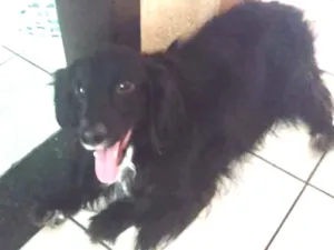 Cachorro raça Mestiço  idade 1 ano nome Bob 