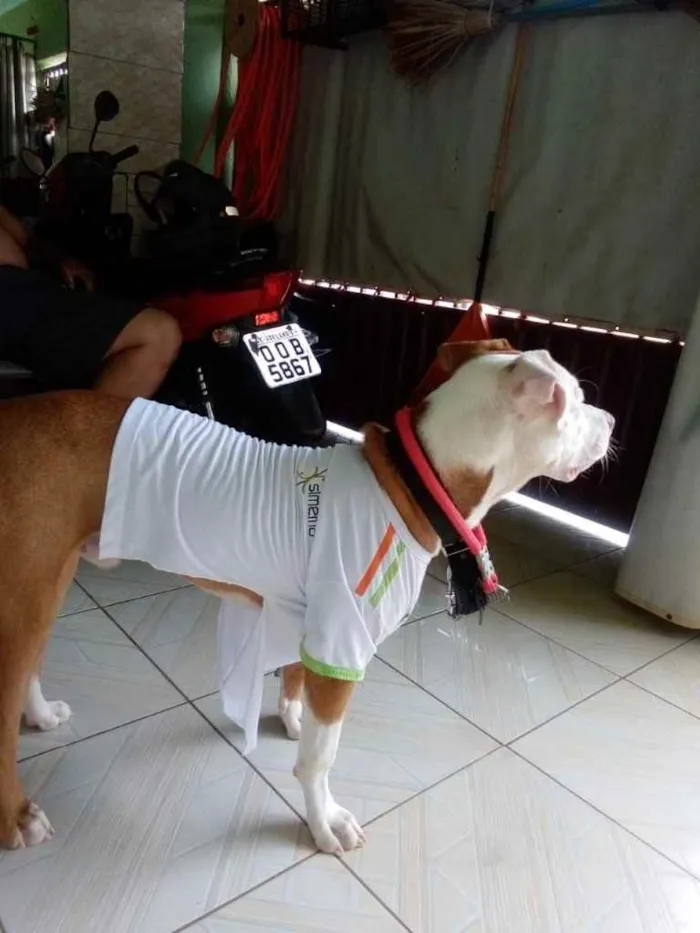 Cachorro raça Pitbull  idade 7 a 11 meses nome Spyke