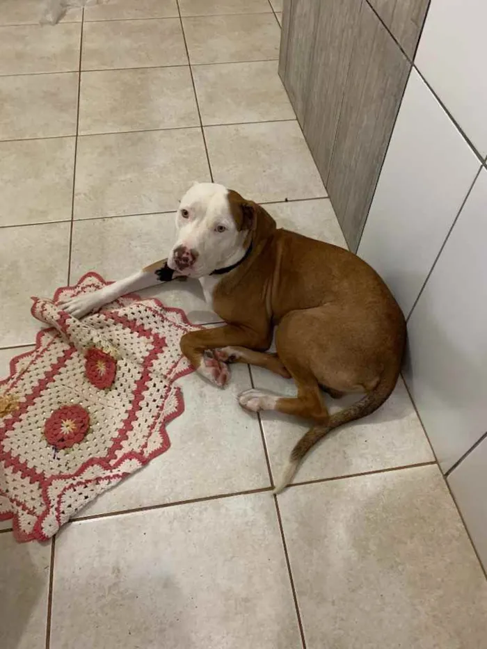 Cachorro raça Pitbull  idade 7 a 11 meses nome Spyke