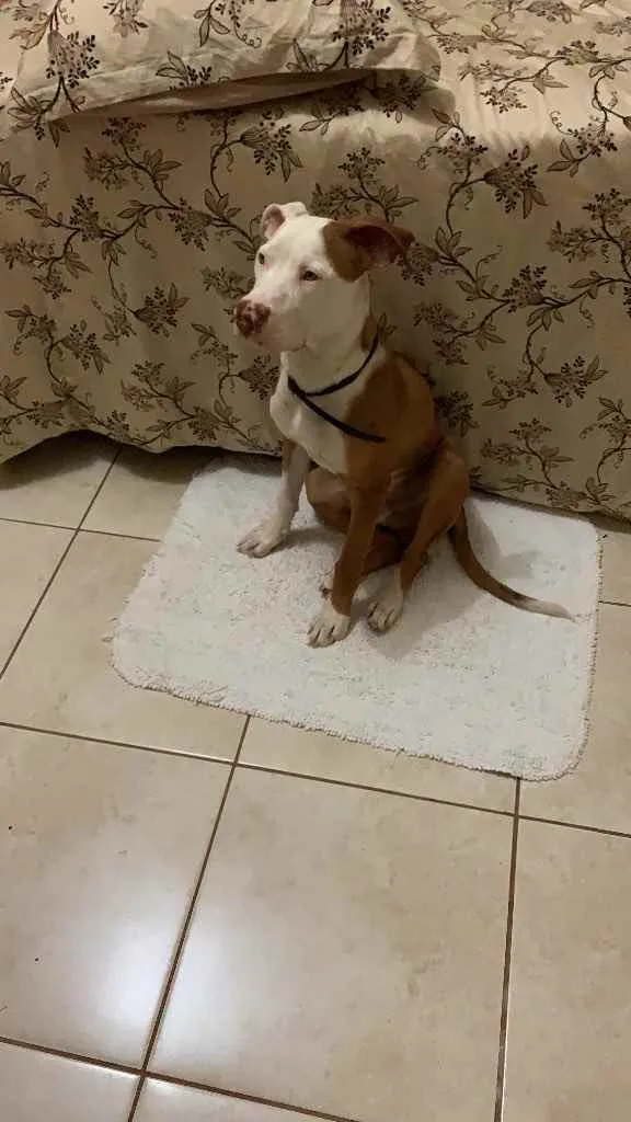 Cachorro raça Pitbull  idade 7 a 11 meses nome Spyke