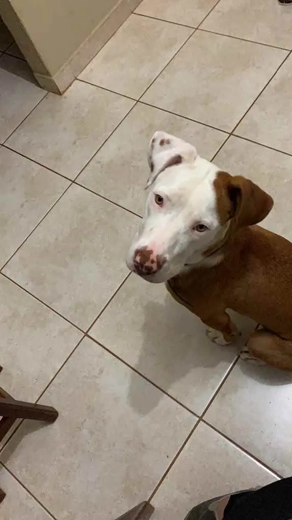 Cachorro raça Pitbull  idade 7 a 11 meses nome Spyke