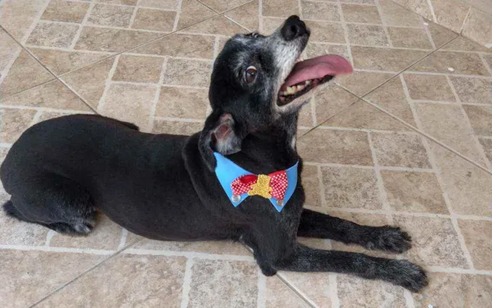 Cachorro raça Sem Raça Definida idade 6 ou mais anos nome Aslan