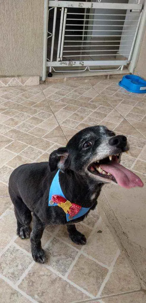 Cachorro raça Sem Raça Definida idade 6 ou mais anos nome Aslan