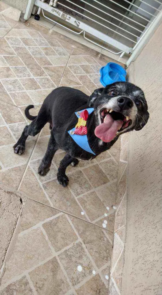 Cachorro raça Sem Raça Definida idade 6 ou mais anos nome Aslan