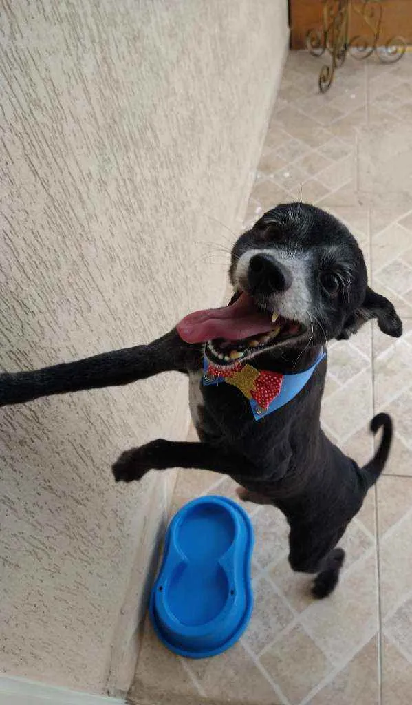 Cachorro raça Sem Raça Definida idade 6 ou mais anos nome Aslan