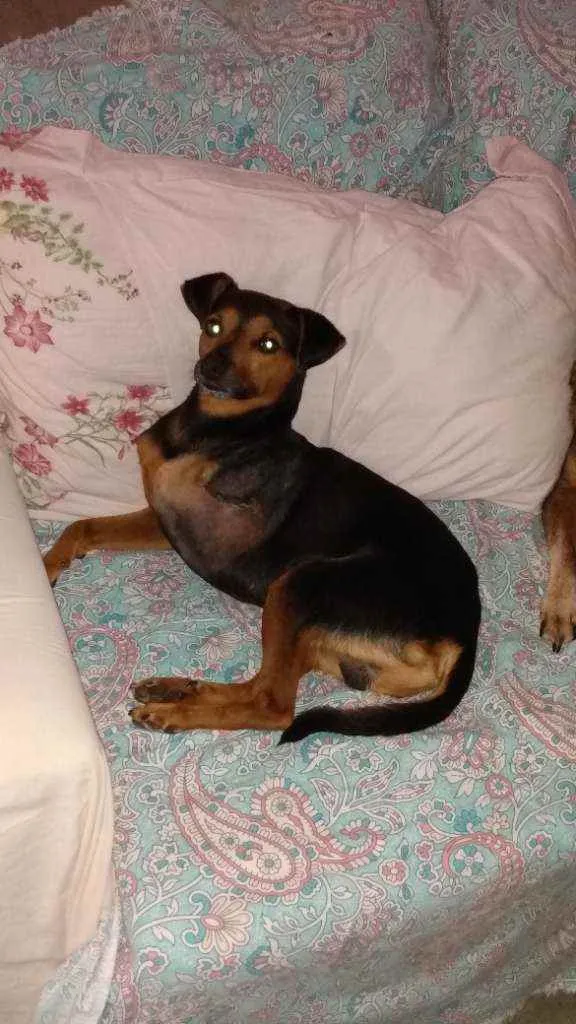 Cachorro ra a Srd idade 2 anos nome Noel