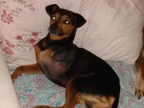 Cachorro ra a Srd idade 2 anos nome Noel