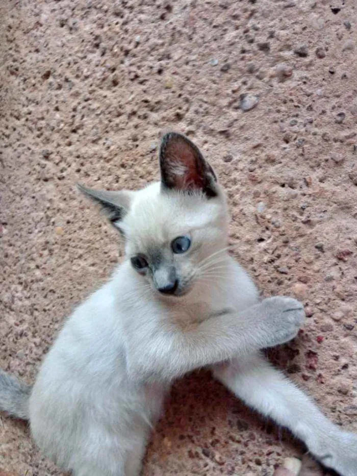 Gato raça Desconheço idade 2 a 6 meses nome Nao tem ainda