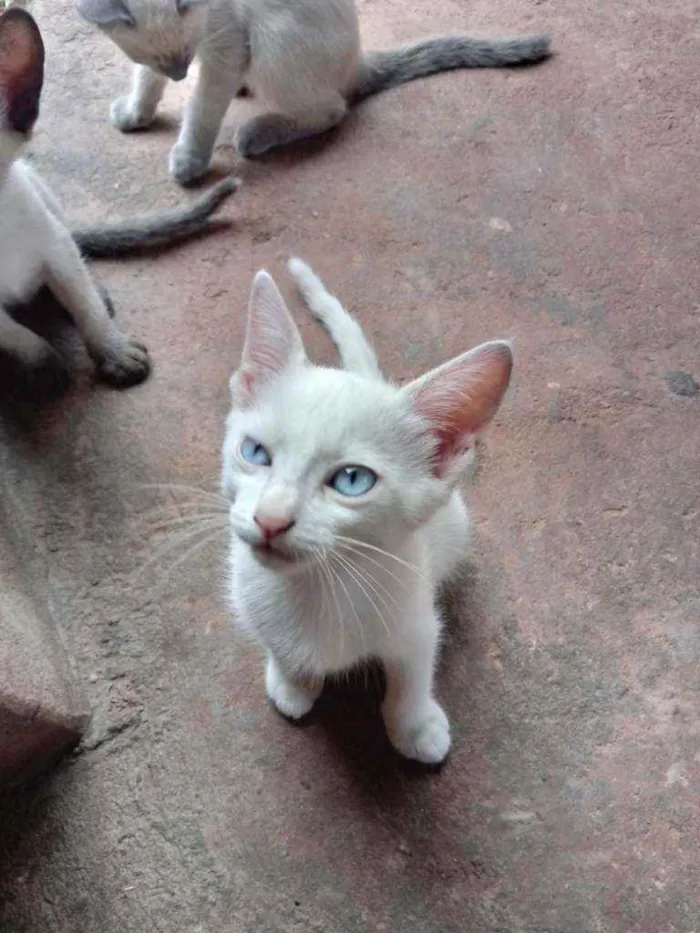 Gato raça Desconheço idade 2 a 6 meses nome Nao tem ainda