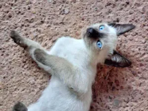 Gato raça Desconheço idade 2 a 6 meses nome Nao tem ainda