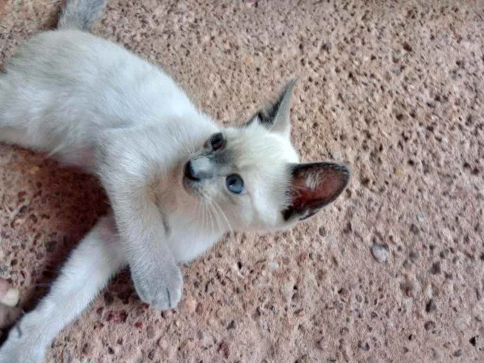 Gato raça Desconheço idade 2 a 6 meses nome Nao tem ainda