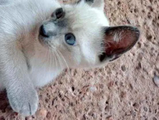 Gato raça Desconheço idade 2 a 6 meses nome Nao tem ainda