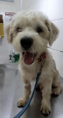 Cachorro ra a Poodle mix idade 1 ano nome Spike