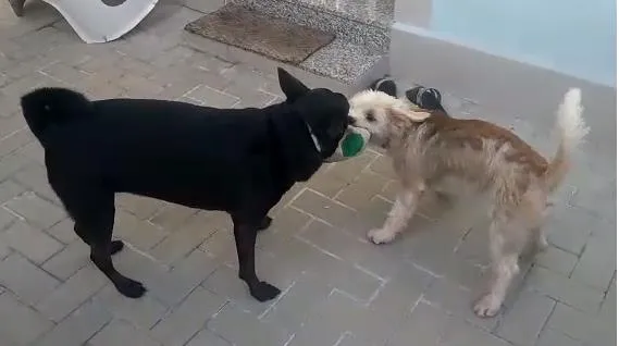 Cachorro ra a Poodle mix idade 1 ano nome Spike