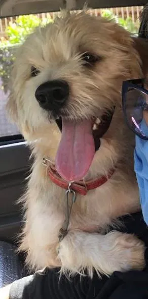 Cachorro ra a Poodle mix idade 1 ano nome Spike