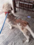 Spike