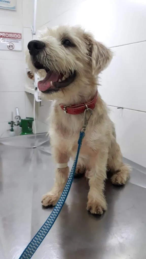Cachorro ra a Poodle mix idade 1 ano nome Spike