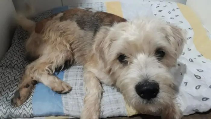 Cachorro ra a Poodle mix idade 1 ano nome Spike
