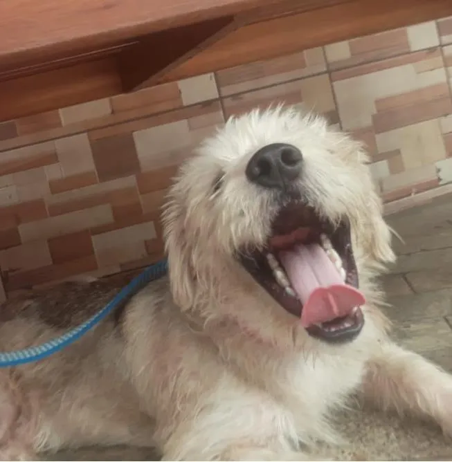Cachorro ra a Poodle mix idade 1 ano nome Spike