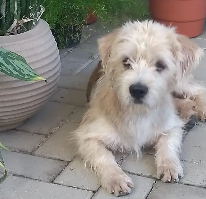 Cachorro ra a Poodle mix idade 1 ano nome Spike