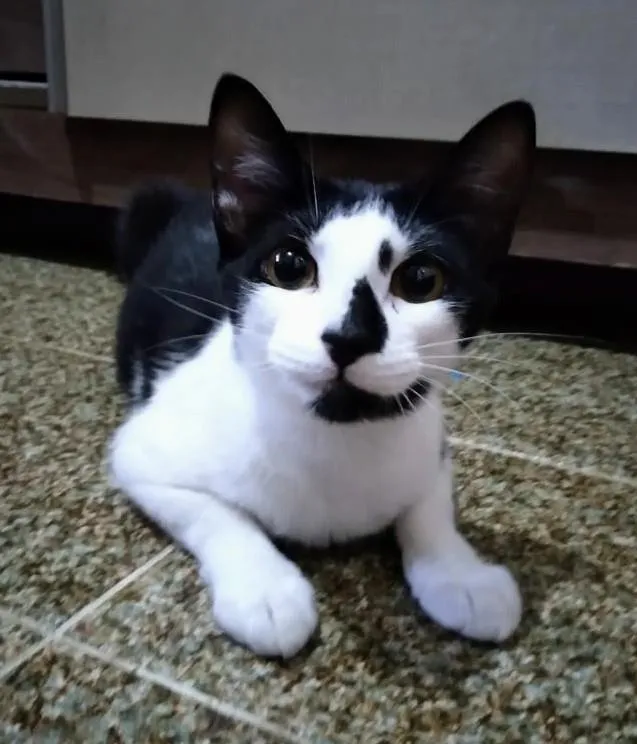 Gato ra a SRD-ViraLata idade 2 a 6 meses nome Estrela