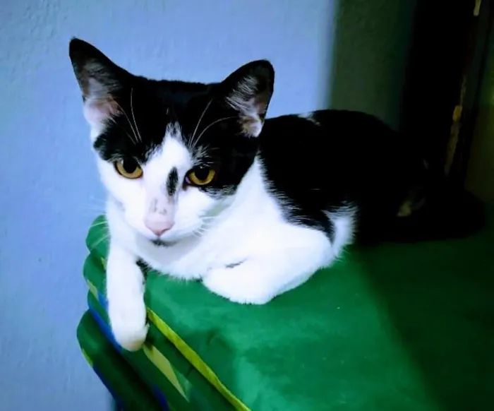 Gato ra a SRD-ViraLata idade 2 a 6 meses nome Lua