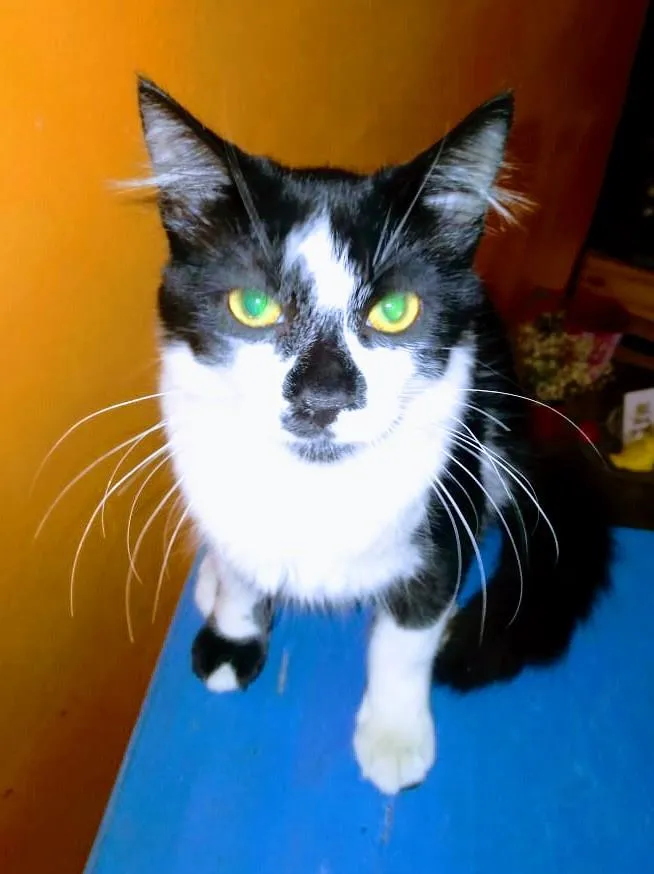 Gato ra a SRD-ViraLata idade 2 a 6 meses nome Mar