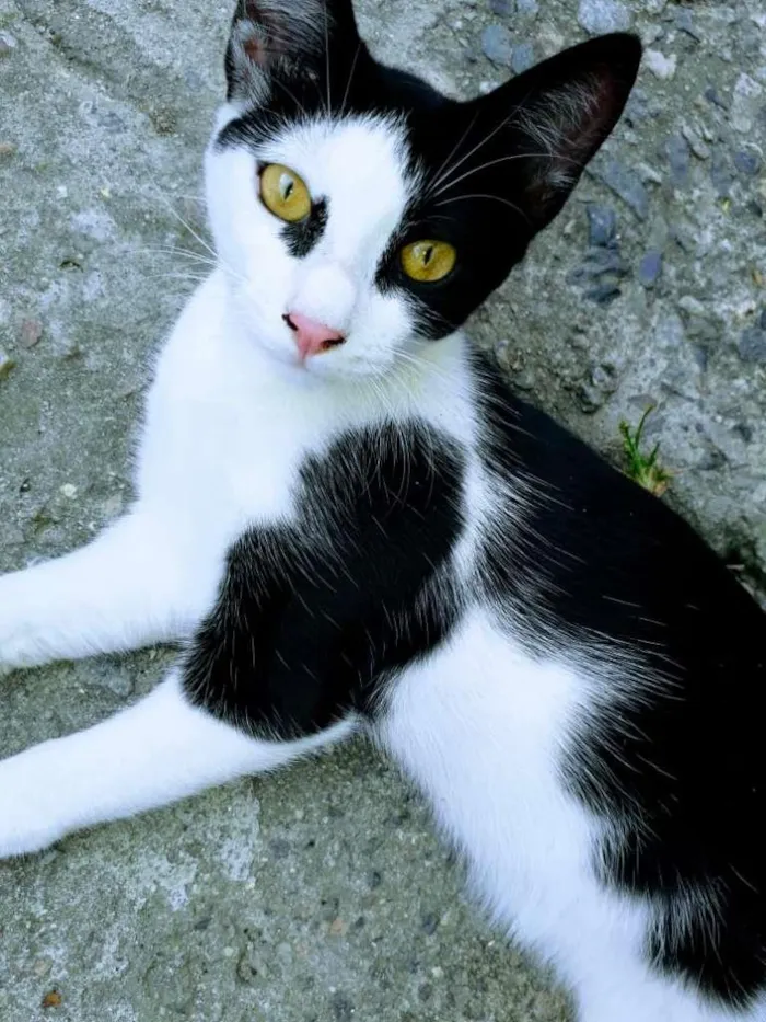 Gato ra a SRD-ViraLata idade 2 a 6 meses nome Sol