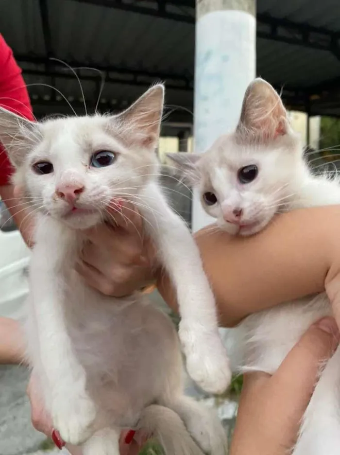 Gato ra a SRD-ViraLata idade 2 a 6 meses nome Billy