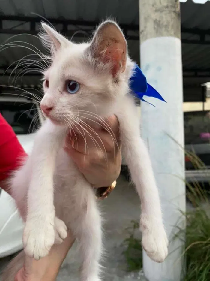 Gato ra a SRD-ViraLata idade 2 a 6 meses nome Billy