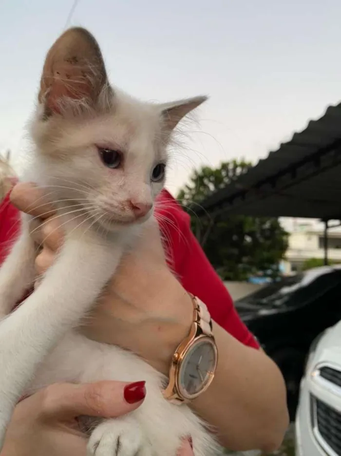 Gato ra a SRD-ViraLata idade 2 a 6 meses nome Billy
