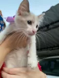 Bella