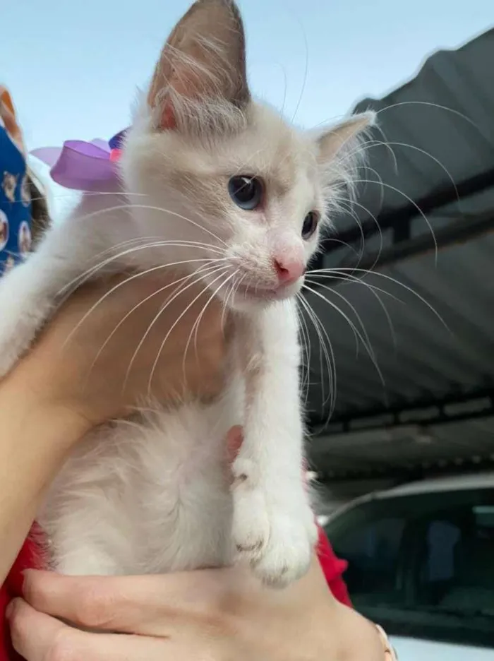 Gato ra a SRD-ViraLata idade 2 a 6 meses nome Bella