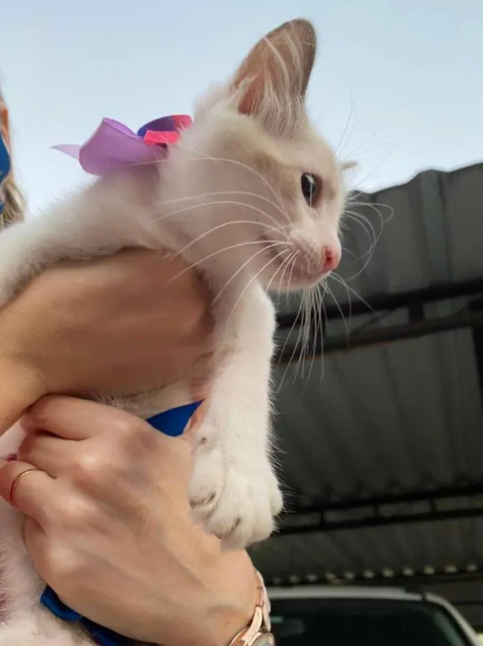 Gato ra a SRD-ViraLata idade 2 a 6 meses nome Bella
